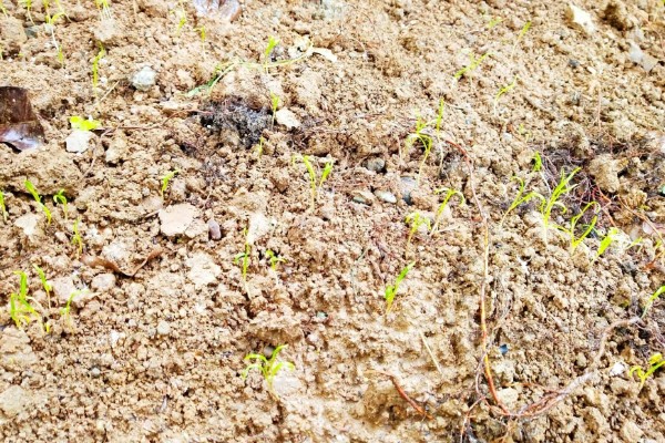 什么时候种秋波菜，8月份左右种植最佳