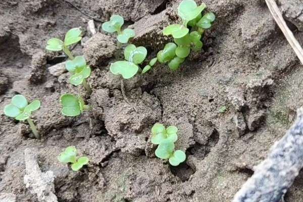什么时候种秋波菜，8月份左右种植最佳