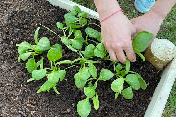 什么时候种秋波菜，8月份左右种植最佳