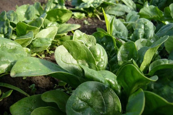 什么时候种秋波菜，8月份左右种植最佳