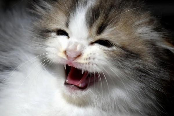 幼猫打喷嚏能不能自愈，做好保暖措施并补充营养可能会自行恢复