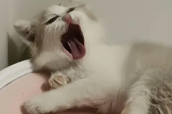 幼猫打喷嚏能不能自愈，做好保暖措施并补充营养可能会自行恢复