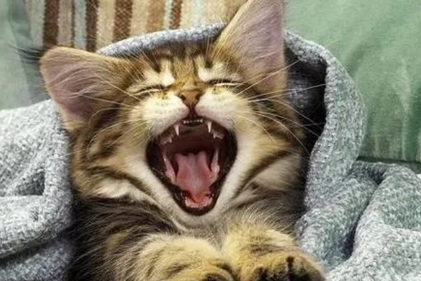 幼猫打喷嚏能不能自愈，做好保暖措施并补充营养可能会自行恢复