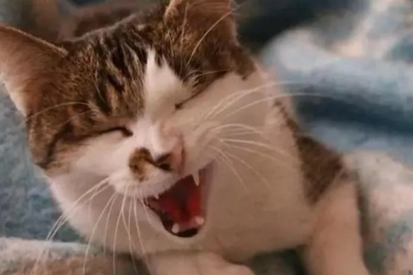 幼猫打喷嚏能不能自愈，做好保暖措施并补充营养可能会自行恢复