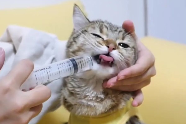 幼猫打喷嚏能不能自愈，做好保暖措施并补充营养可能会自行恢复