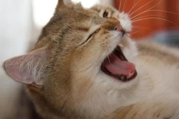 幼猫打喷嚏能不能自愈，做好保暖措施并补充营养可能会自行恢复