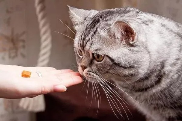 幼猫打喷嚏能不能自愈，做好保暖措施并补充营养可能会自行恢复