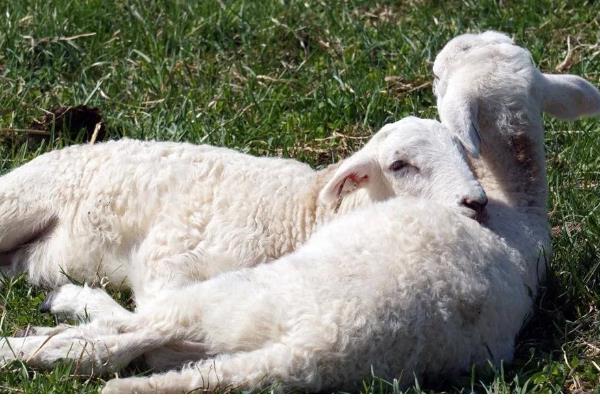 新生羔羊为何喘气打呼噜总是趴着，可能是天气过冷所致