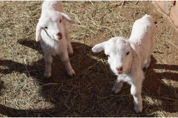 新生羔羊为何喘气打呼噜总是趴着，可能是天气过冷所致