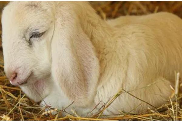 新生羔羊为何喘气打呼噜总是趴着，可能是天气过冷所致