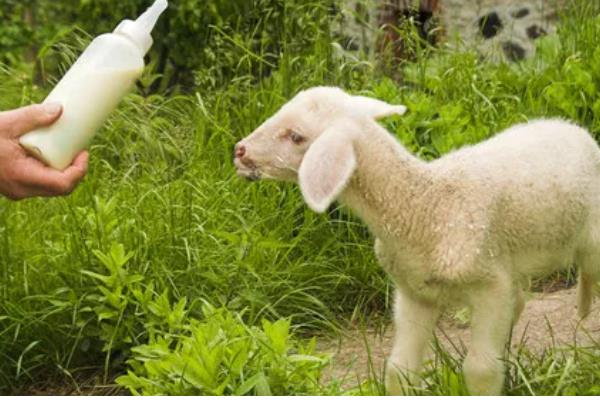 新生羔羊为何喘气打呼噜总是趴着，可能是天气过冷所致