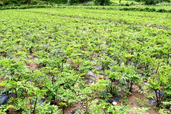 农村的发展潜力项目,推荐特色药材、大棚蔬菜种植等