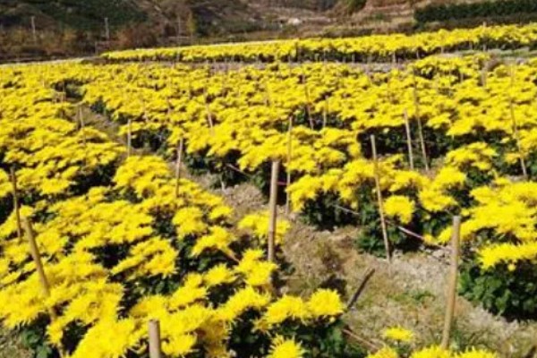 农村的发展潜力项目,推荐特色药材、大棚蔬菜种植等