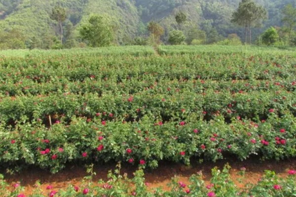 农村的发展潜力项目,推荐特色药材、大棚蔬菜种植等