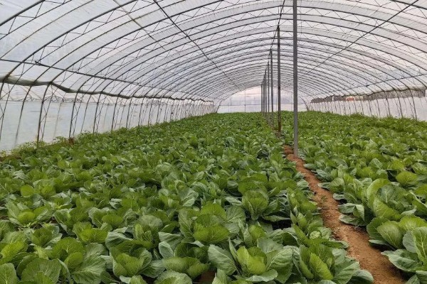 农村的发展潜力项目,推荐特色药材、大棚蔬菜种植等