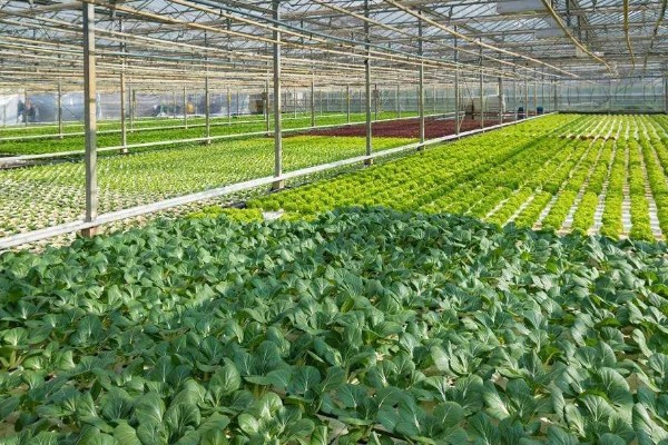 农村的发展潜力项目,推荐特色药材、大棚蔬菜种植等