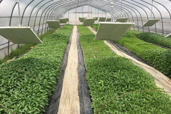 农村的发展潜力项目,推荐特色药材、大棚蔬菜种植等