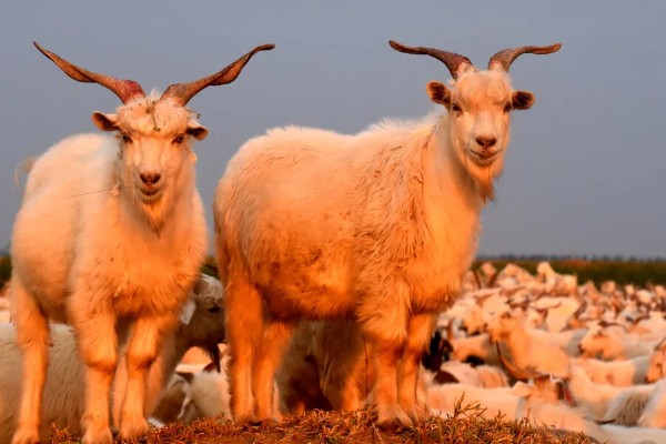 领头羊是母羊还是公羊，通常是公羊担任