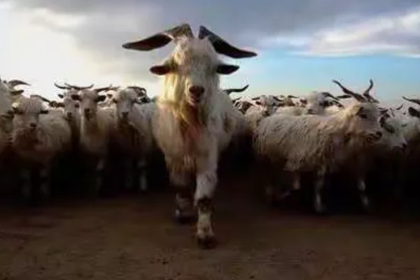 领头羊是母羊还是公羊，通常是公羊担任