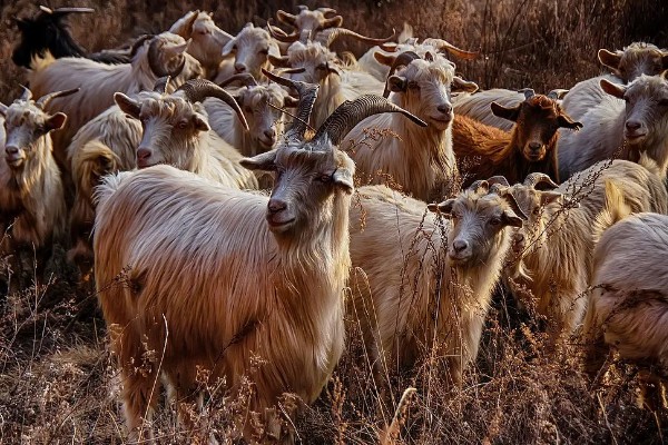 领头羊是母羊还是公羊，通常是公羊担任