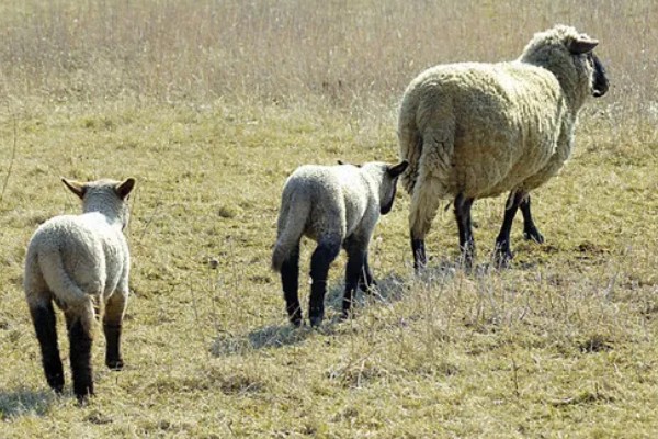 领头羊是母羊还是公羊，通常是公羊担任