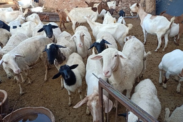 领头羊是母羊还是公羊，通常是公羊担任