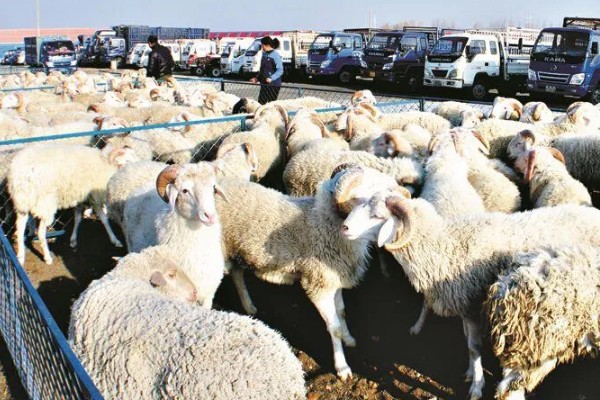 领头羊是母羊还是公羊，通常是公羊担任