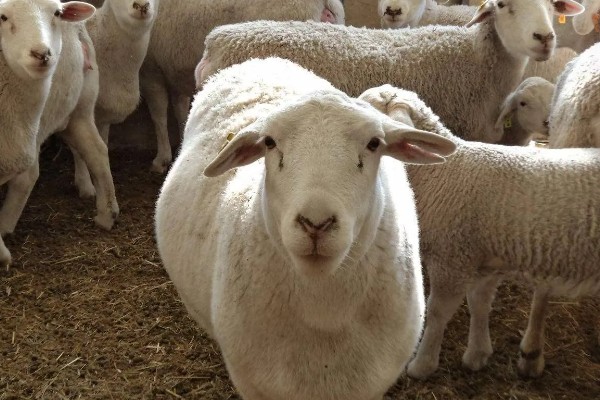 领头羊是母羊还是公羊，通常是公羊担任