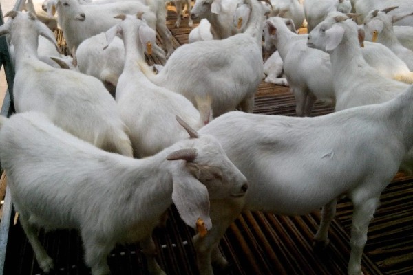 领头羊是母羊还是公羊，通常是公羊担任