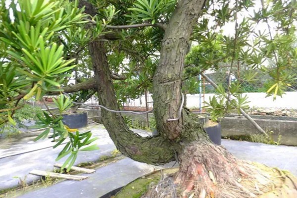 罗汉松过多久能长大，幼苗期大约为1-5年