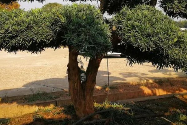 罗汉松过多久能长大，幼苗期大约为1-5年