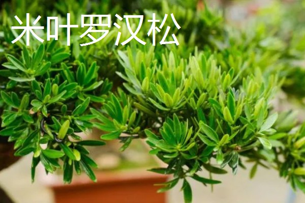 罗汉松过多久能长大，幼苗期大约为1-5年