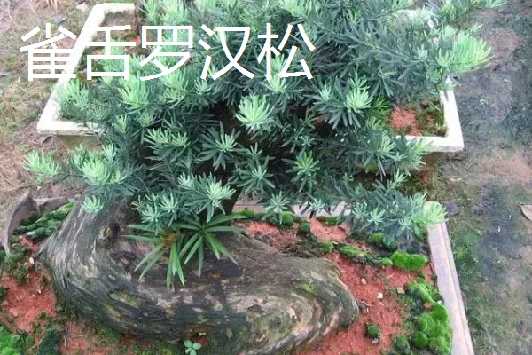 罗汉松过多久能长大，幼苗期大约为1-5年