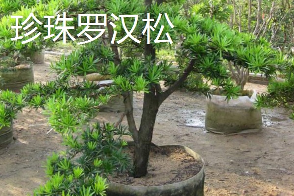 罗汉松过多久能长大，幼苗期大约为1-5年