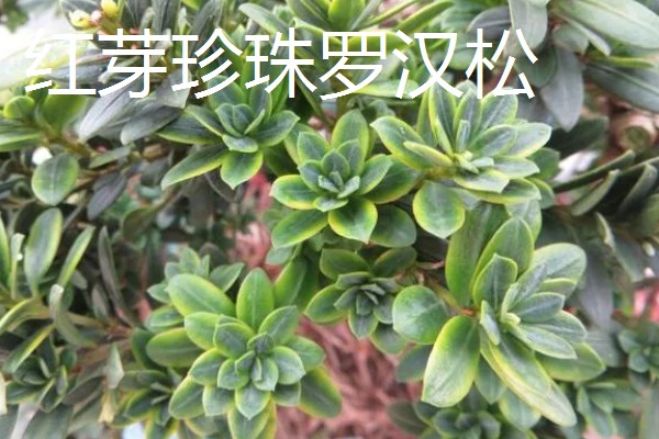 罗汉松过多久能长大，幼苗期大约为1-5年