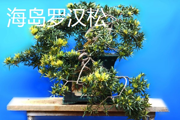 罗汉松过多久能长大，幼苗期大约为1-5年