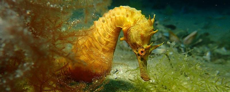 海马如何繁殖下一代，靠公海马尾部腹面的育儿囊来繁殖