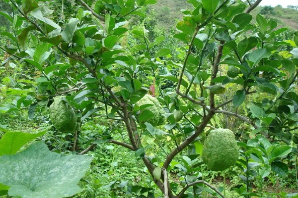 香橼的繁殖方法,以播种和扦插为主