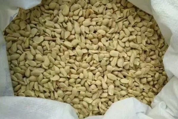 香橼的繁殖方法,以播种和扦插为主