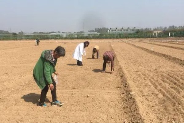 香橼的繁殖方法,以播种和扦插为主