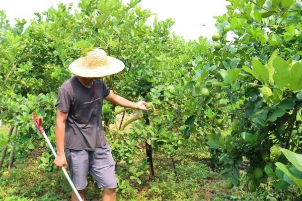 香橼的繁殖方法,以播种和扦插为主