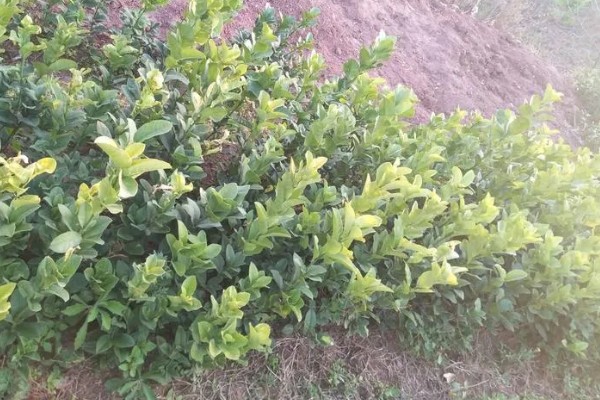 香橼的繁殖方法,以播种和扦插为主