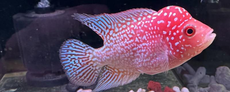 罗汉鱼怎么换水放盐，每周换水2-3次但只需加一次盐