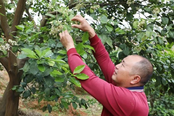 香橼的繁殖方法,以播种和扦插为主