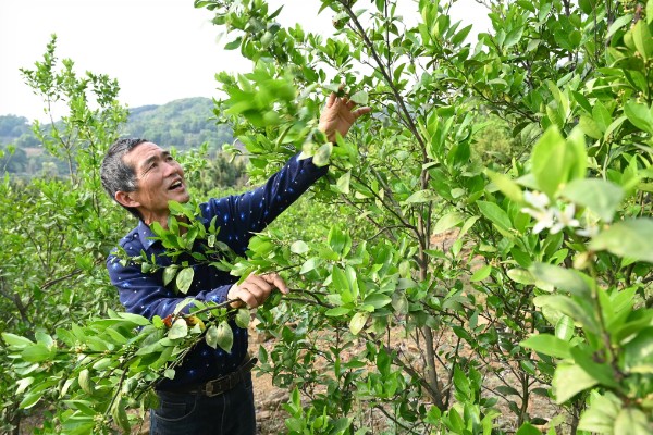 香橼的繁殖方法,以播种和扦插为主