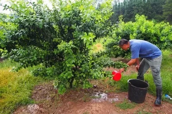 香橼的繁殖方法,以播种和扦插为主