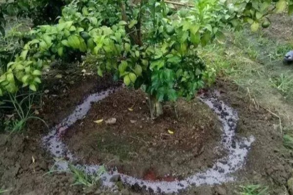 香橼的繁殖方法,以播种和扦插为主