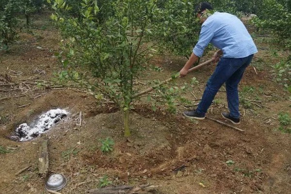 香橼的繁殖方法,以播种和扦插为主