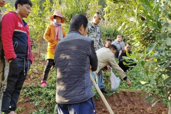 香橼的繁殖方法,以播种和扦插为主