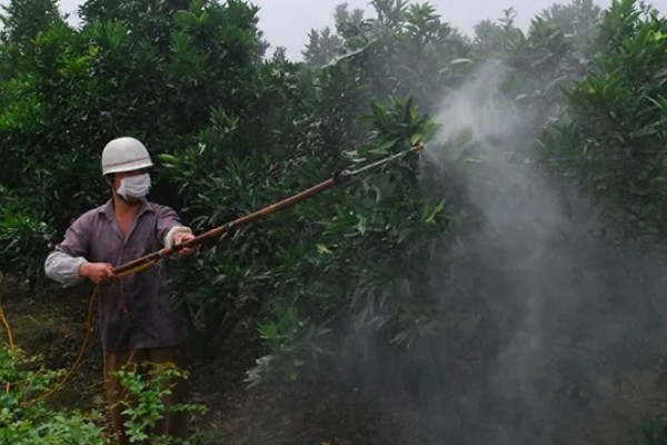 香橼的繁殖方法,以播种和扦插为主